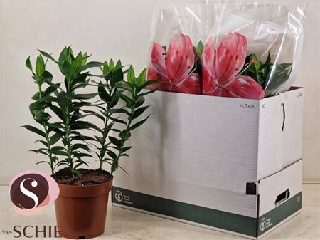 Горшечные цветы и растения оптом Lil Or Magny Cours 5+ от 5шт из Голландии с доставкой по России