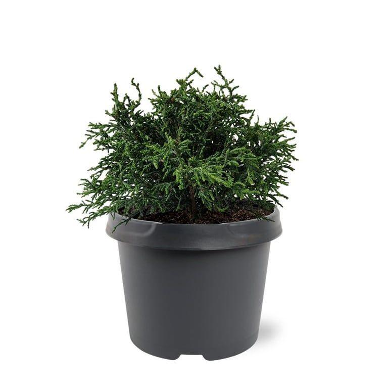 Горшечные цветы и растения оптом Chamaecyparis Obt Lycopodioides от 1шт из Голландии с доставкой по России