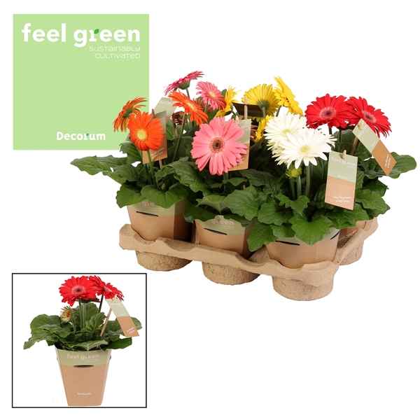 Горшечные цветы и растения оптом Gerbera Mix 2+ Feel Green (decorum) от 6шт из Голландии с доставкой по России
