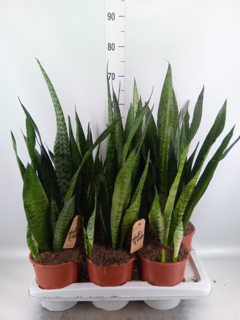 Горшечные цветы и растения оптом Sansevieria Zeylanica от 6шт из Голландии с доставкой по России