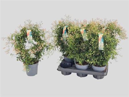 Горшечные цветы и растения оптом Jasm Polyanthum Wit 300+ от 6шт из Голландии с доставкой по России