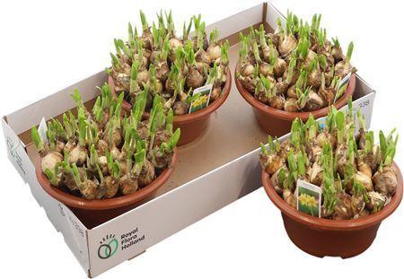 Горшечные цветы и растения оптом Narc O Tete A Tete Schaal Xl от 3шт из Голландии с доставкой по России