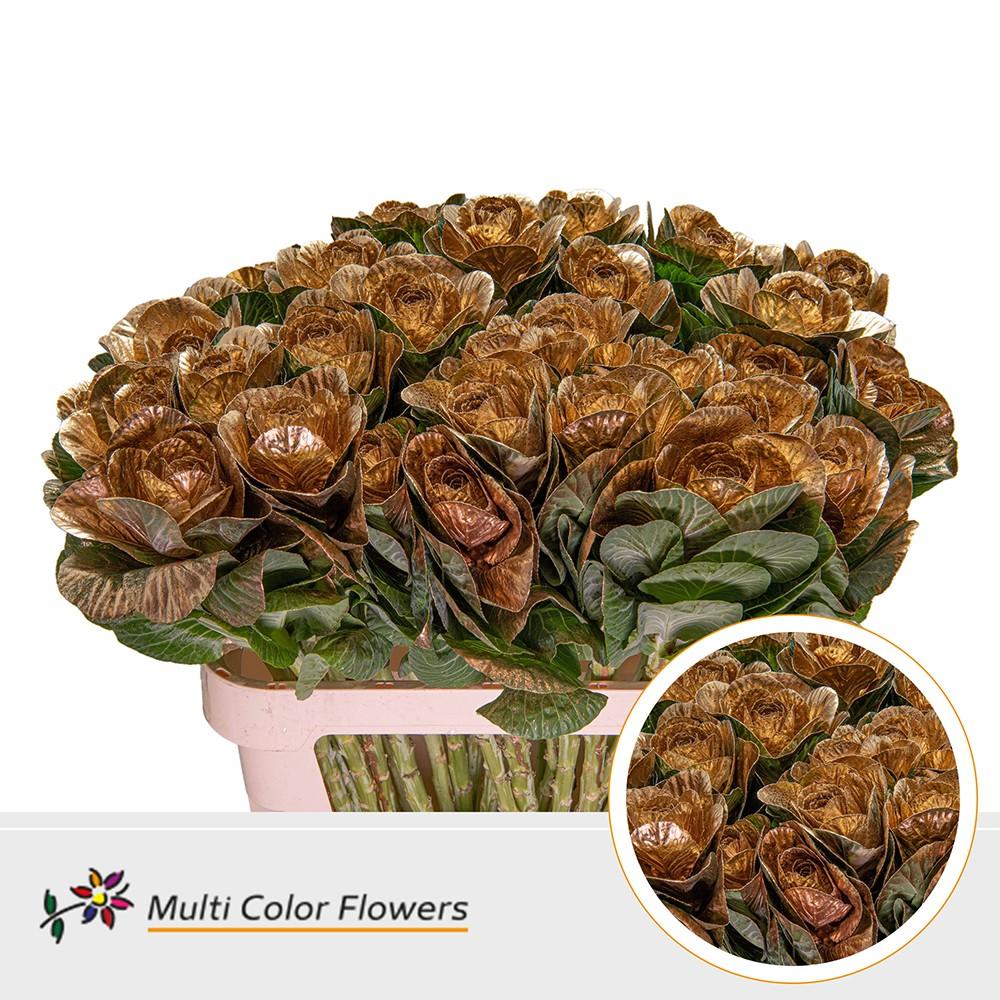 Срезанные цветы оптом Brassica paint antique от 30шт из Голландии с доставкой по России