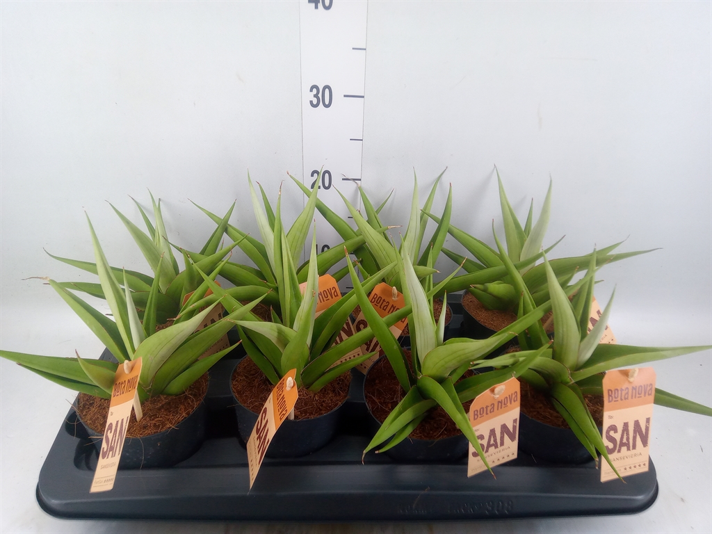 Горшечные цветы и растения оптом Sansevieria   ... от 8шт из Голландии с доставкой по России