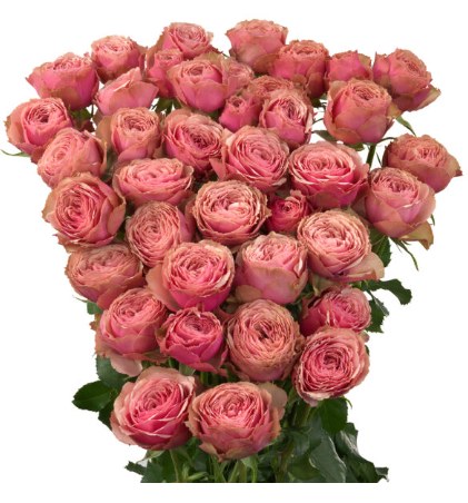 Срезанные цветы оптом Rosa sp garden antique trendsetter от 12шт из Голландии с доставкой по России