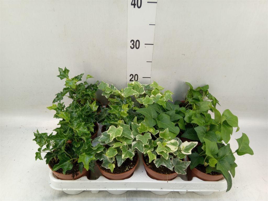 Горшечные цветы и растения оптом Hedera   ...mix от 12шт (для телеги) из Голландии с доставкой по России