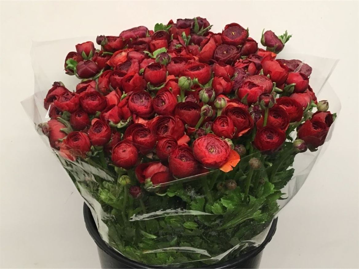 Срезанные цветы оптом Ranunculus elegance red от 100шт из Голландии с доставкой по России