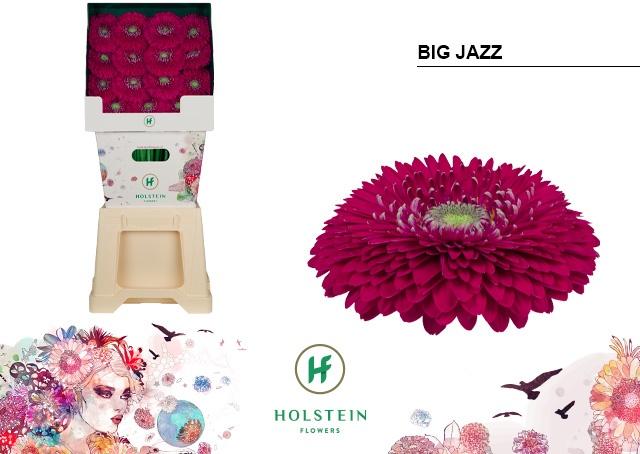 Срезанные цветы оптом Gerbera gerponi big jazz от 45шт из Голландии с доставкой по России