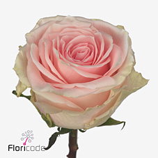Срезанные цветы оптом Rosa large duchesse от 60шт. из Голландии с доставкой по России
