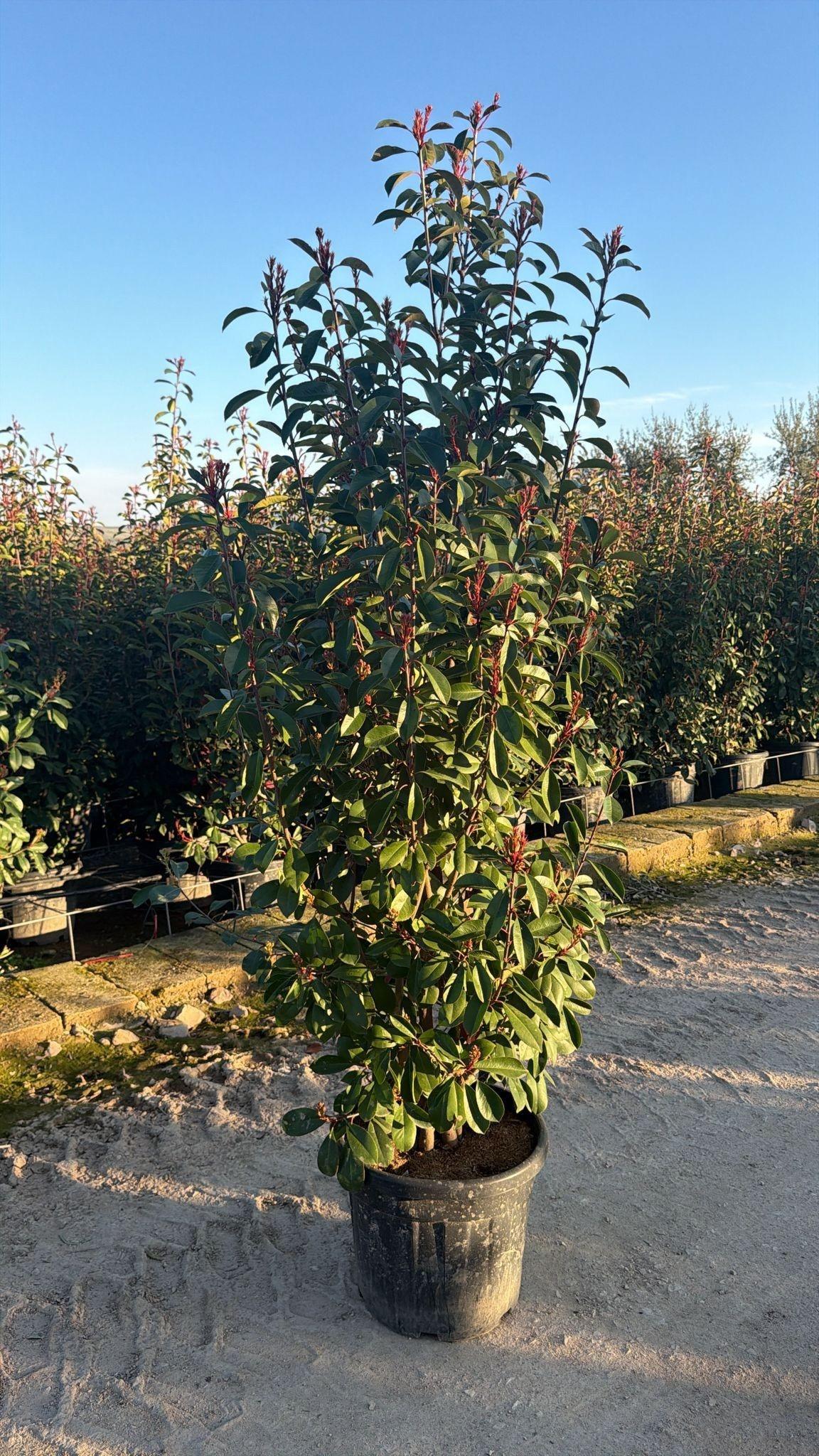 Горшечные цветы и растения оптом Phot Fr Red Robin от 1шт из Голландии с доставкой по России