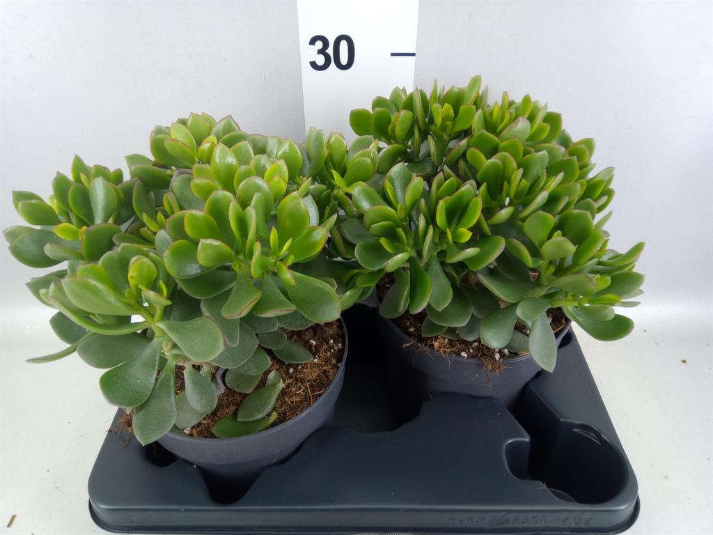 Горшечные цветы и растения оптом Crassula minova Magic от 2шт из Голландии с доставкой по России