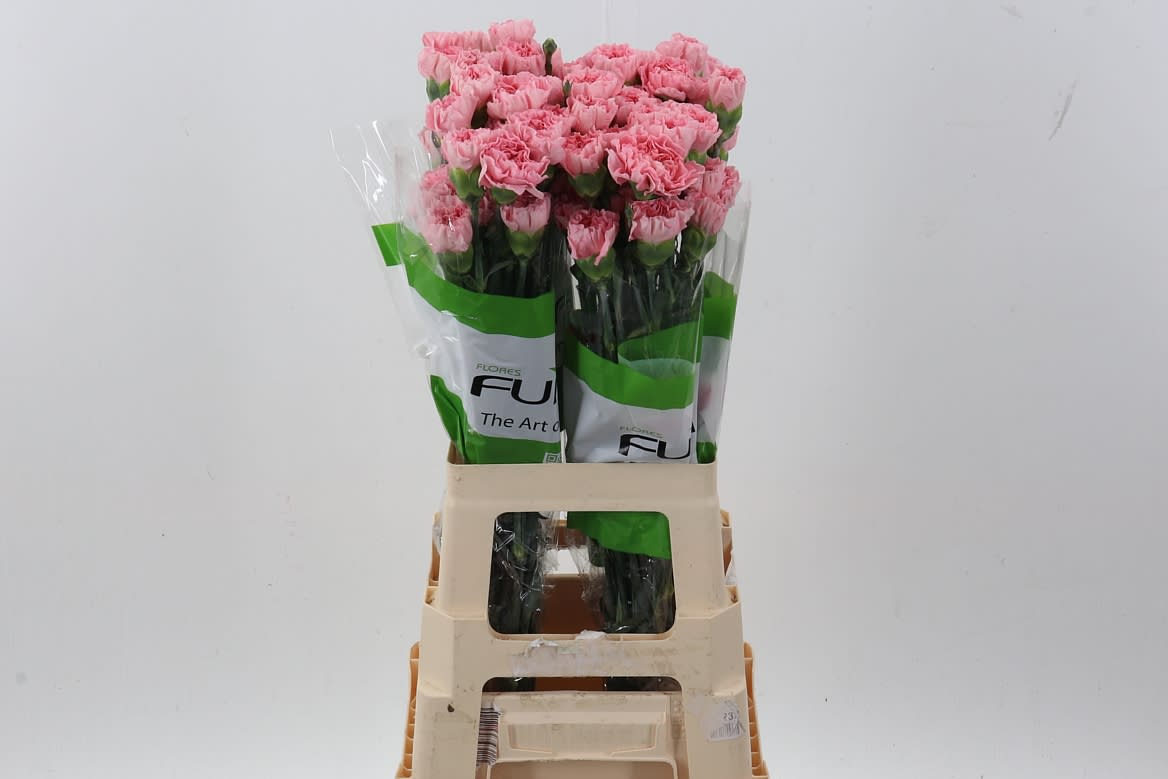 Срезанные цветы оптом Dianthus st от 80шт из Голландии с доставкой по России