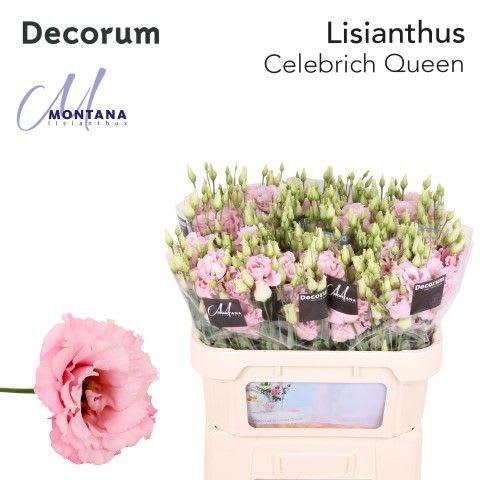 Срезанные цветы оптом Lisianthus do celeb queen от 80шт из Голландии с доставкой по России
