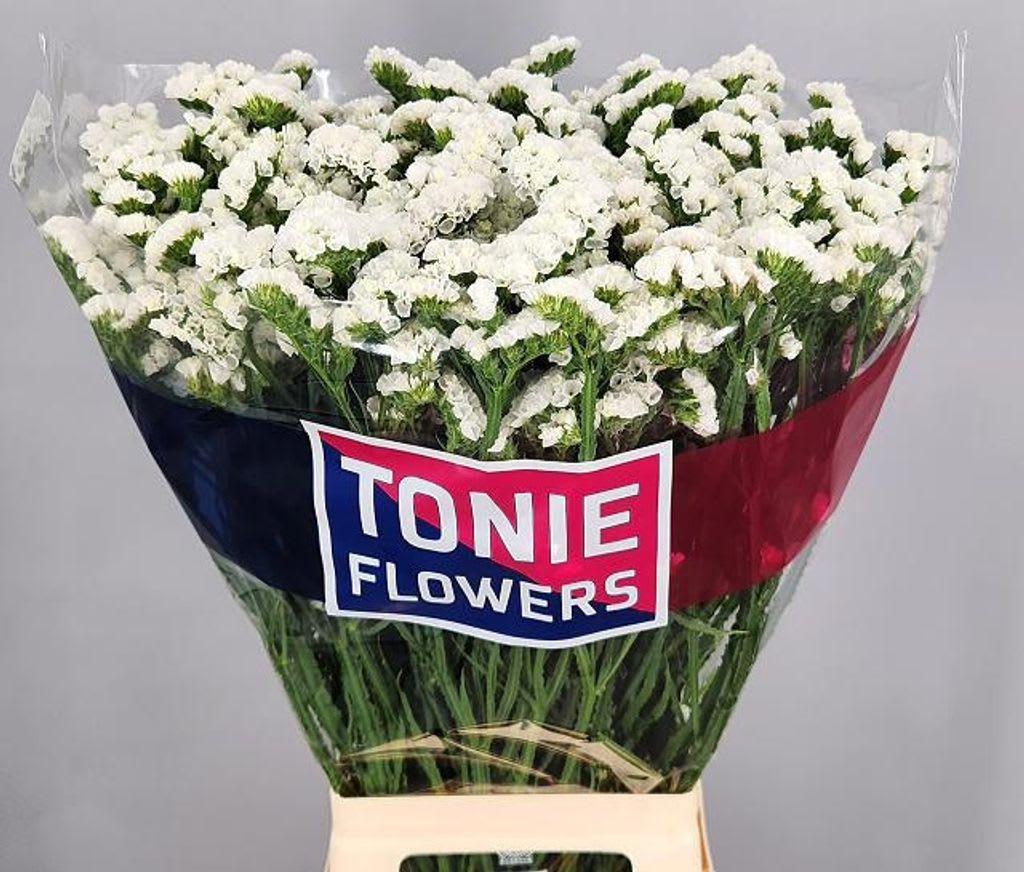 Срезанные цветы оптом Statice frost wings от 25шт из Голландии с доставкой по России