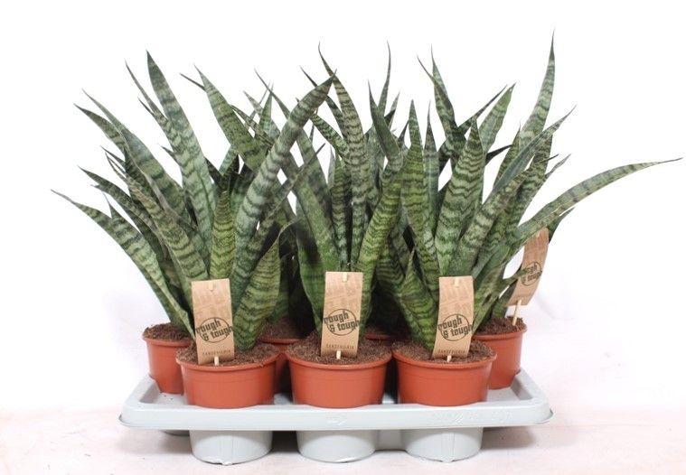 Горшечные цветы и растения оптом Sansevieria Diamond Green от 7шт из Голландии с доставкой по России
