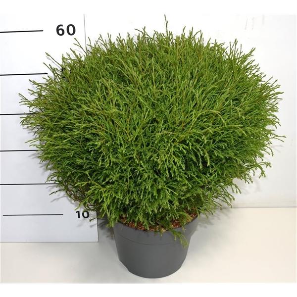 Горшечные цветы и растения оптом Thuja Occ Mr Bowling Ball от 1шт из Голландии с доставкой по России