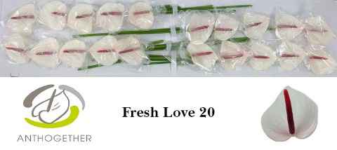 Срезанные цветы оптом Anthurium love fresh от 20шт из Голландии с доставкой по России