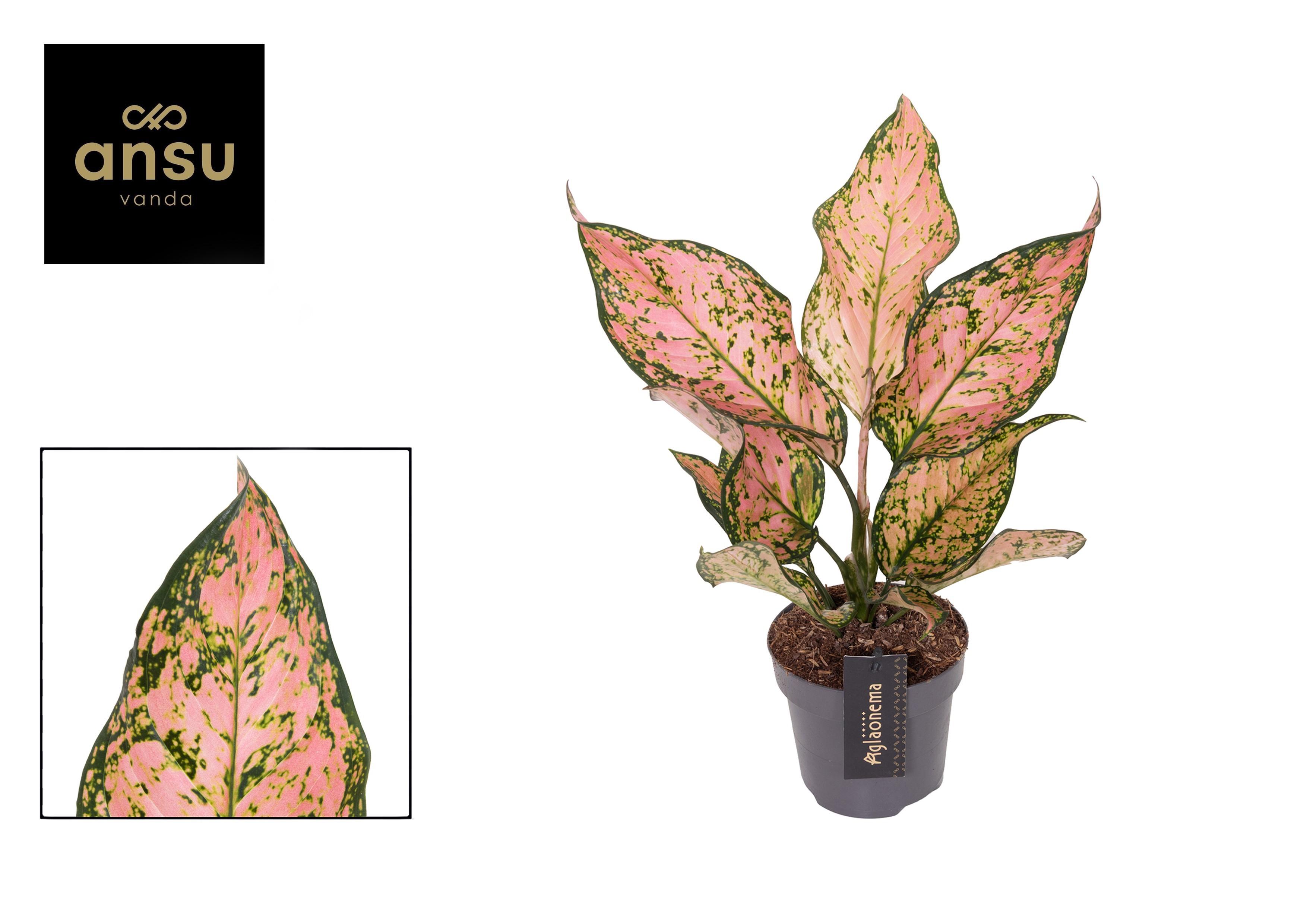 Горшечные цветы и растения оптом Aglaonema Pink Dolphin от 6шт из Голландии с доставкой по России