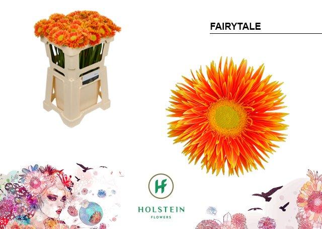 Срезанные цветы оптом Germini gerspider fairytale от 80шт из Голландии с доставкой по России