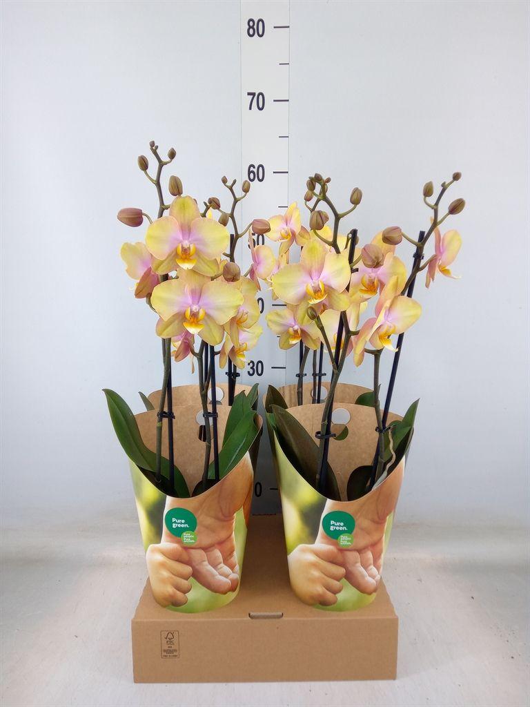 Горшечные цветы и растения оптом Phalaenopsis   ...yellow от 4шт' из Голландии с доставкой по России