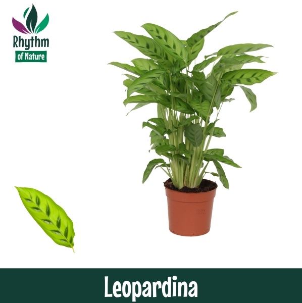 Горшечные цветы и растения оптом Calathea Leopardina от 6шт из Голландии с доставкой по России