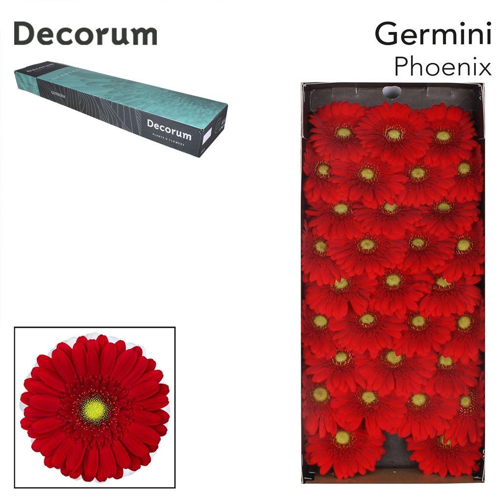 Срезанные цветы оптом Germini phoenix от 60шт из Голландии с доставкой по России