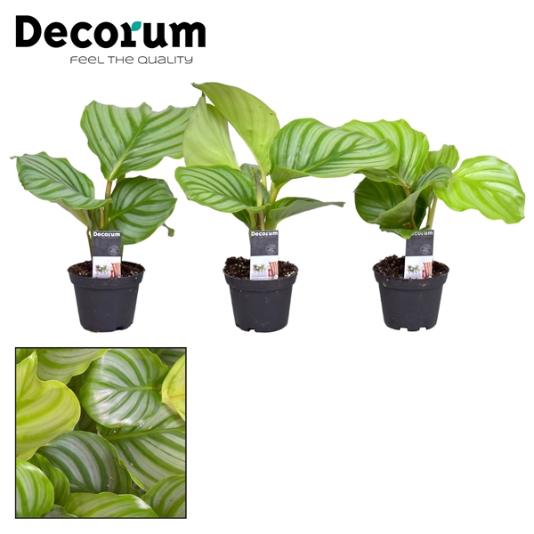 Горшечные цветы и растения оптом Calathea Orbifolia (decorum) от 16шт из Голландии с доставкой по России