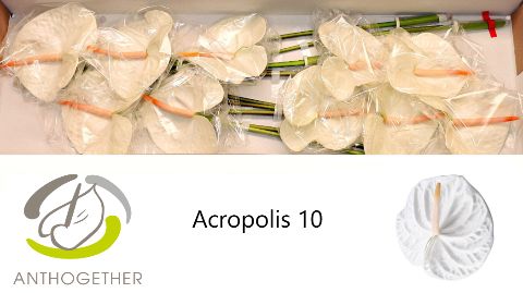 Срезанные цветы оптом Anthurium acropolis от 12шт. из Голландии с доставкой по России