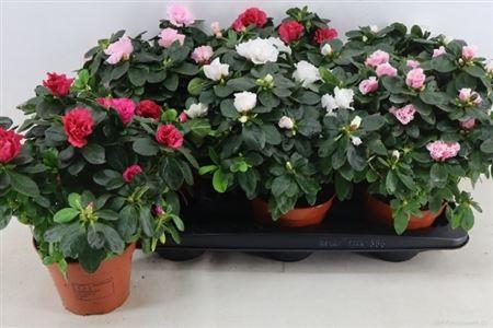 Горшечные цветы и растения оптом Rhodo Si Vogel Gem от 6шт из Голландии с доставкой по России