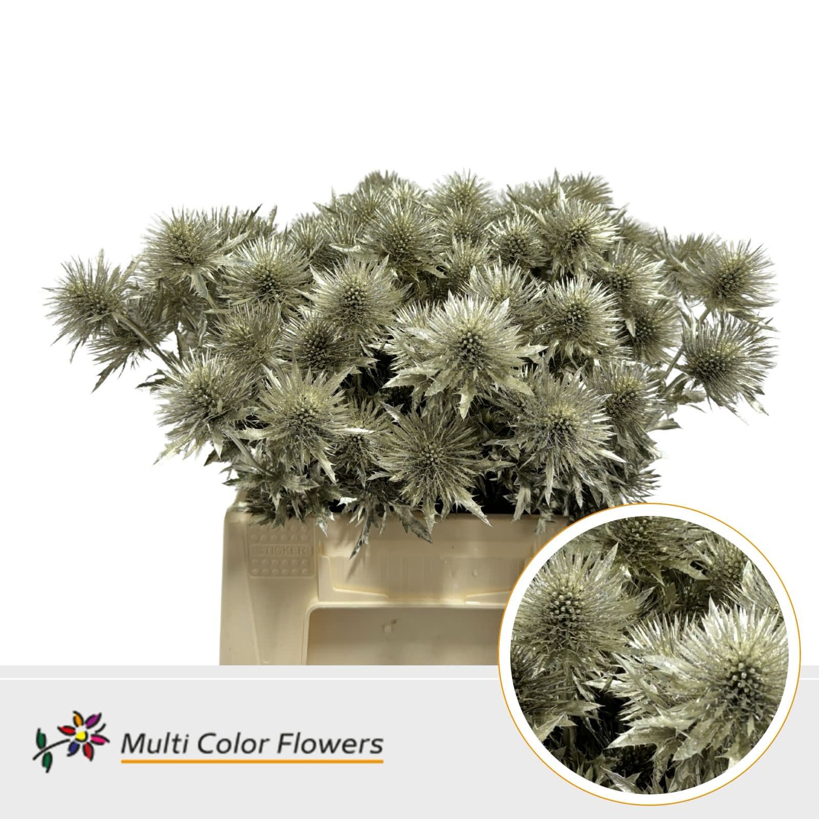 Срезанные цветы оптом Eryngium paint platina от 60шт из Голландии с доставкой по России