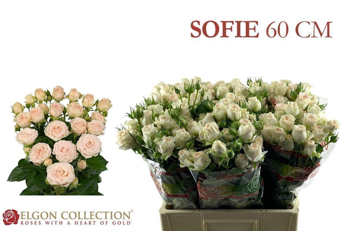 Срезанные цветы оптом Rosa spray sofie от 30шт из Голландии с доставкой по России