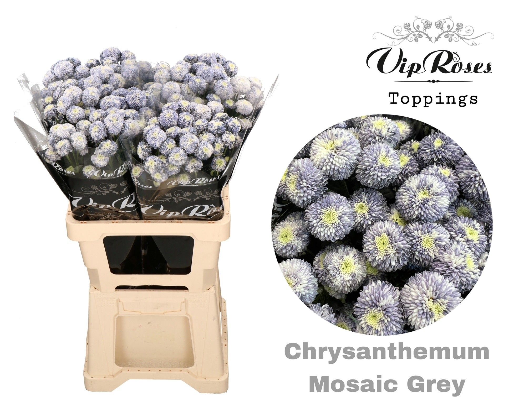 Срезанные цветы оптом Chrys sp paint mosaic grey от 20шт из Голландии с доставкой по России