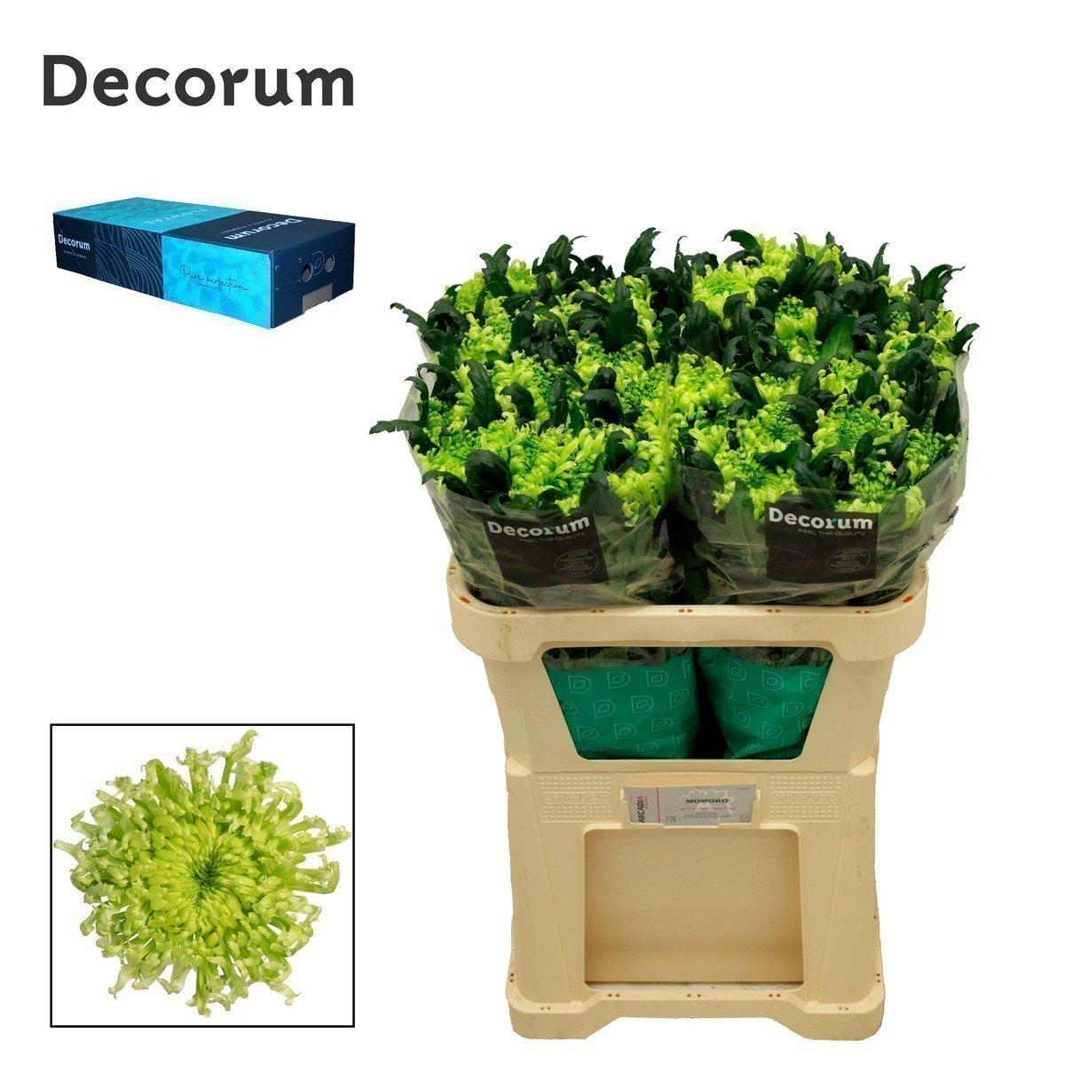 Срезанные цветы оптом Chrys bl antenna от 120шт из Голландии с доставкой по России