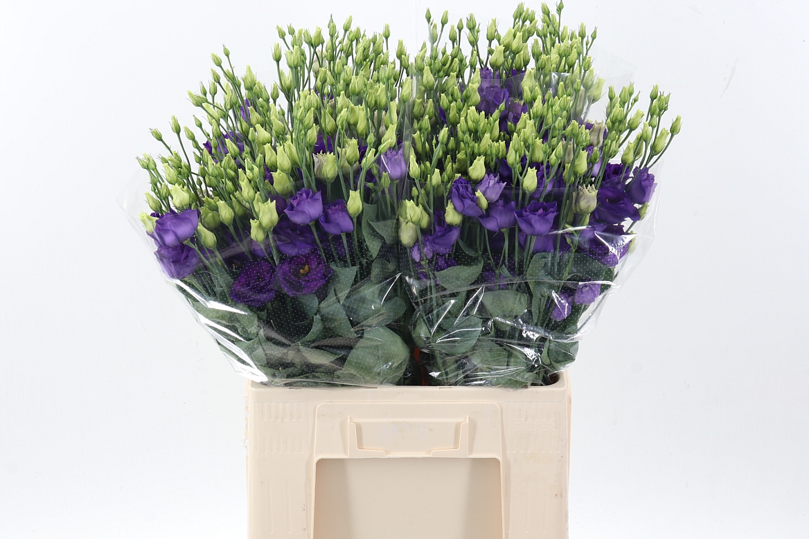 Срезанные цветы оптом Lisianthus do rosita blue от 40шт из Голландии с доставкой по России