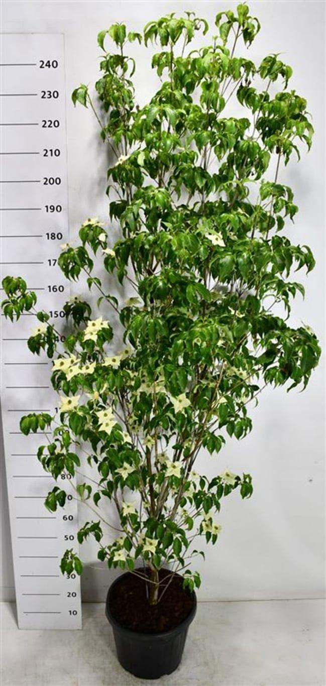 Горшечные цветы и растения оптом Cornus K. milky Way от 1шт из Голландии с доставкой по России