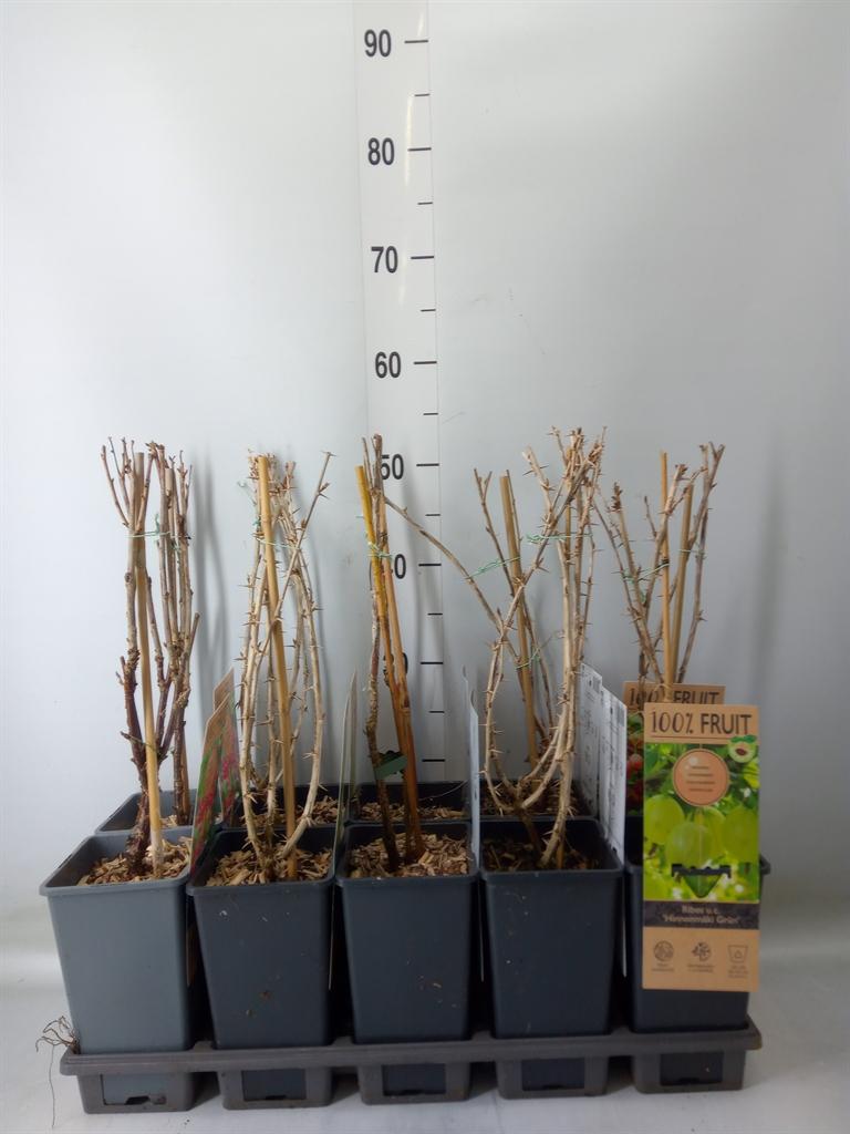 Горшечные цветы и растения оптом Ribes   ... от 10шт из Голландии с доставкой по России