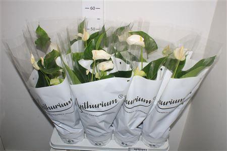 Горшечные цветы и растения оптом Anthu An White Champ 6+ от 8шт из Голландии с доставкой по России