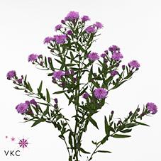 Срезанные цветы оптом Aster flash от 125шт из Голландии с доставкой по России