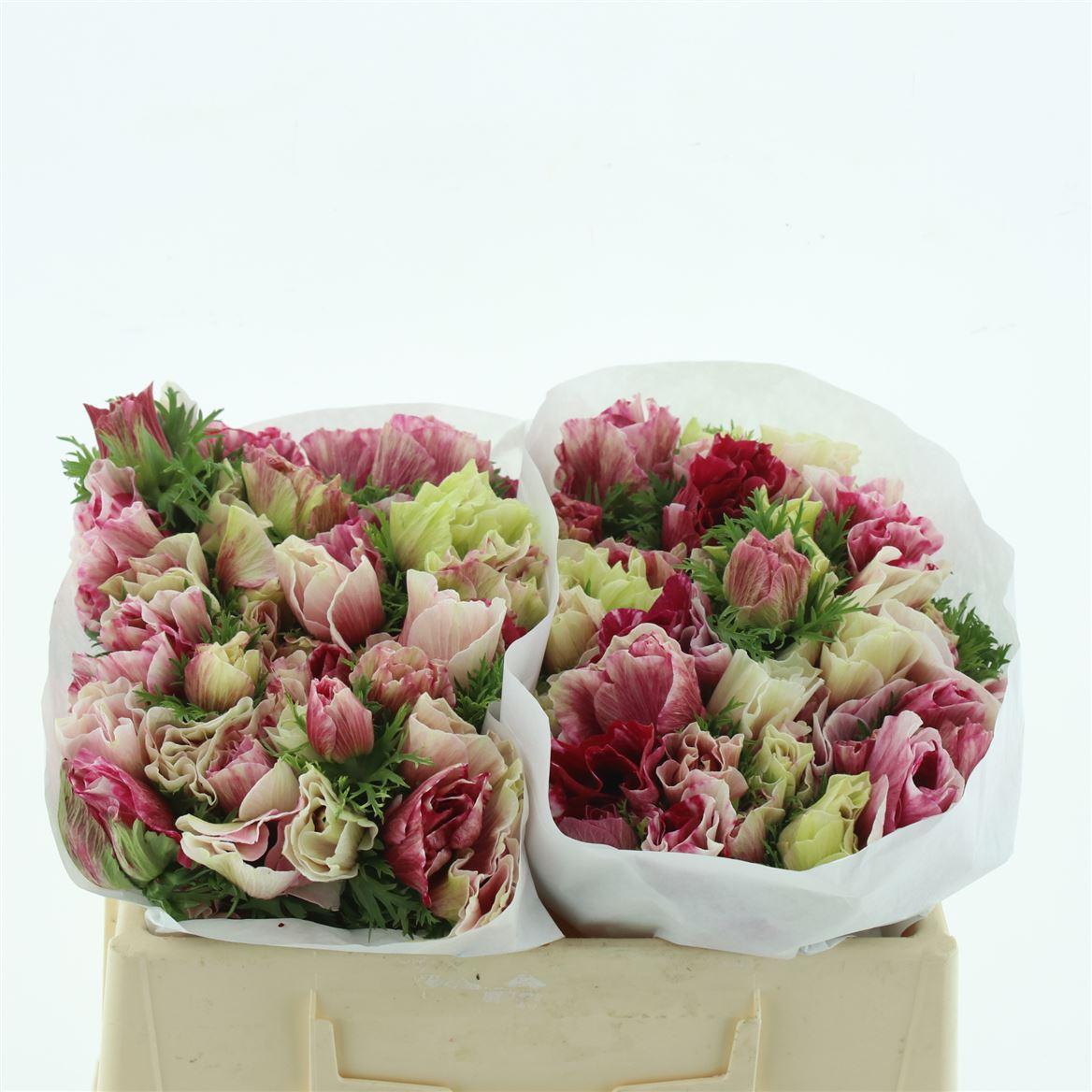 Срезанные цветы оптом Anemone mistral plus tigre от 100шт из Голландии с доставкой по России