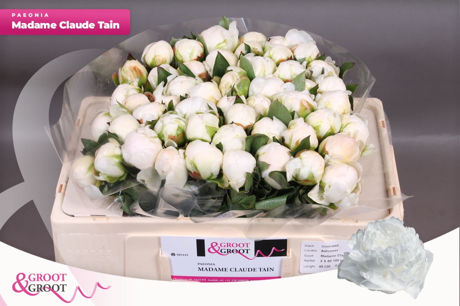Срезанные цветы оптом Paeonia claude tain от 50шт из Голландии с доставкой по России
