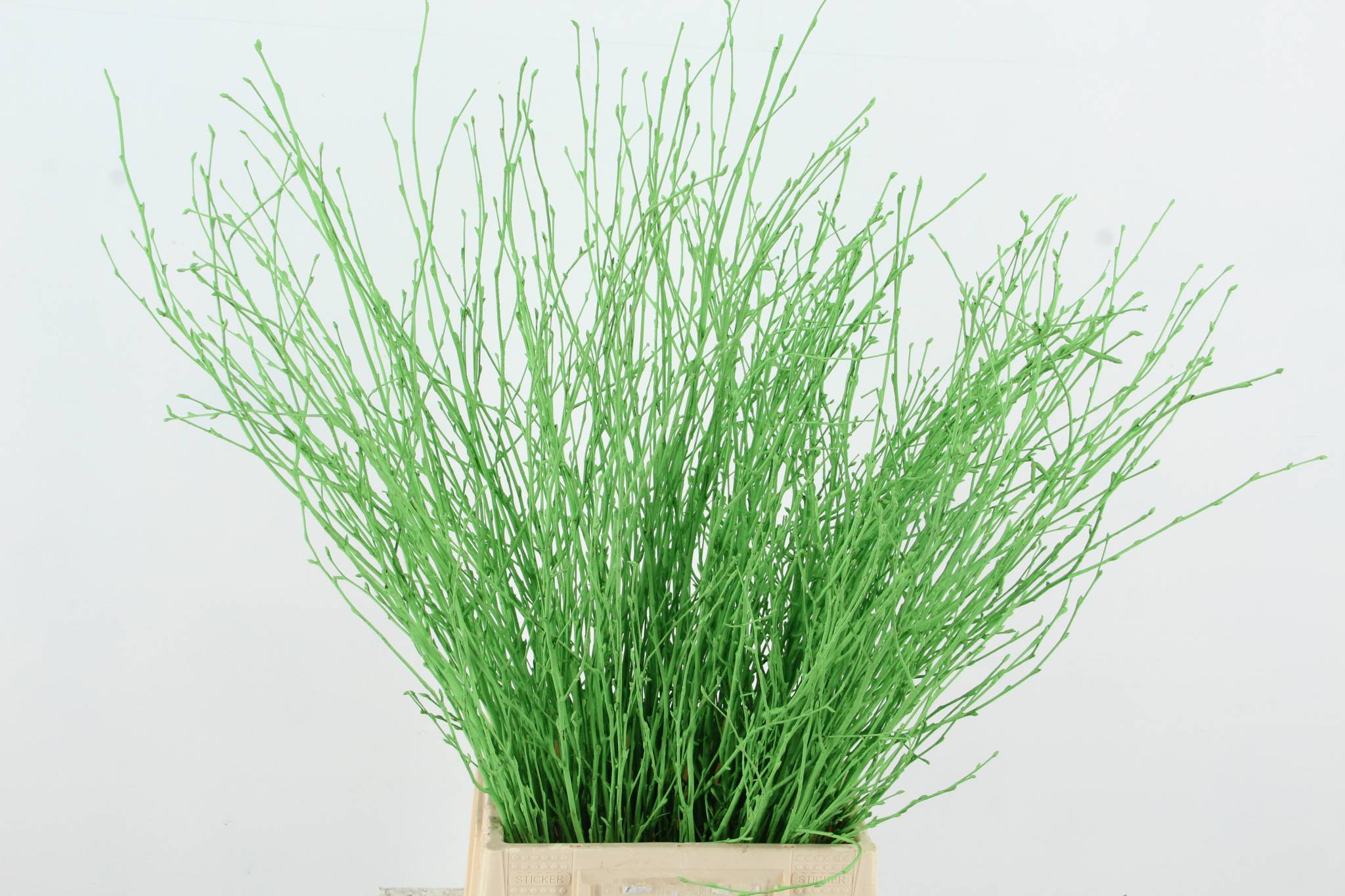 Срезанные цветы оптом Betula paint applegreen от 10шт. из Голландии с доставкой по России