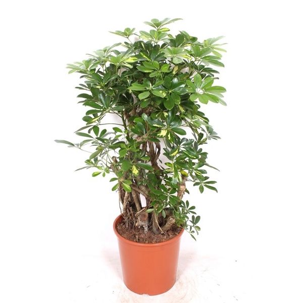 Горшечные цветы и растения оптом Schefflera Gold Capella Bush от 1шт из Голландии с доставкой по России