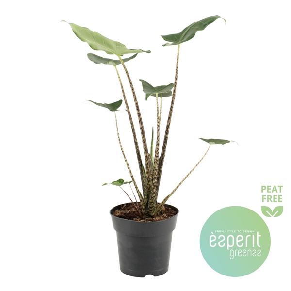 Горшечные цветы и растения оптом Alocasia Siberian Tiger от 6шт (для телеги) из Голландии с доставкой по России