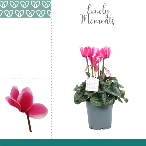 Горшечные цветы и растения оптом Cyclamen Lovely Moments от 5шт из Голландии с доставкой по России