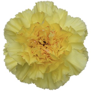 Срезанные цветы оптом Dianthus st yellow от 80шт из Голландии с доставкой по России