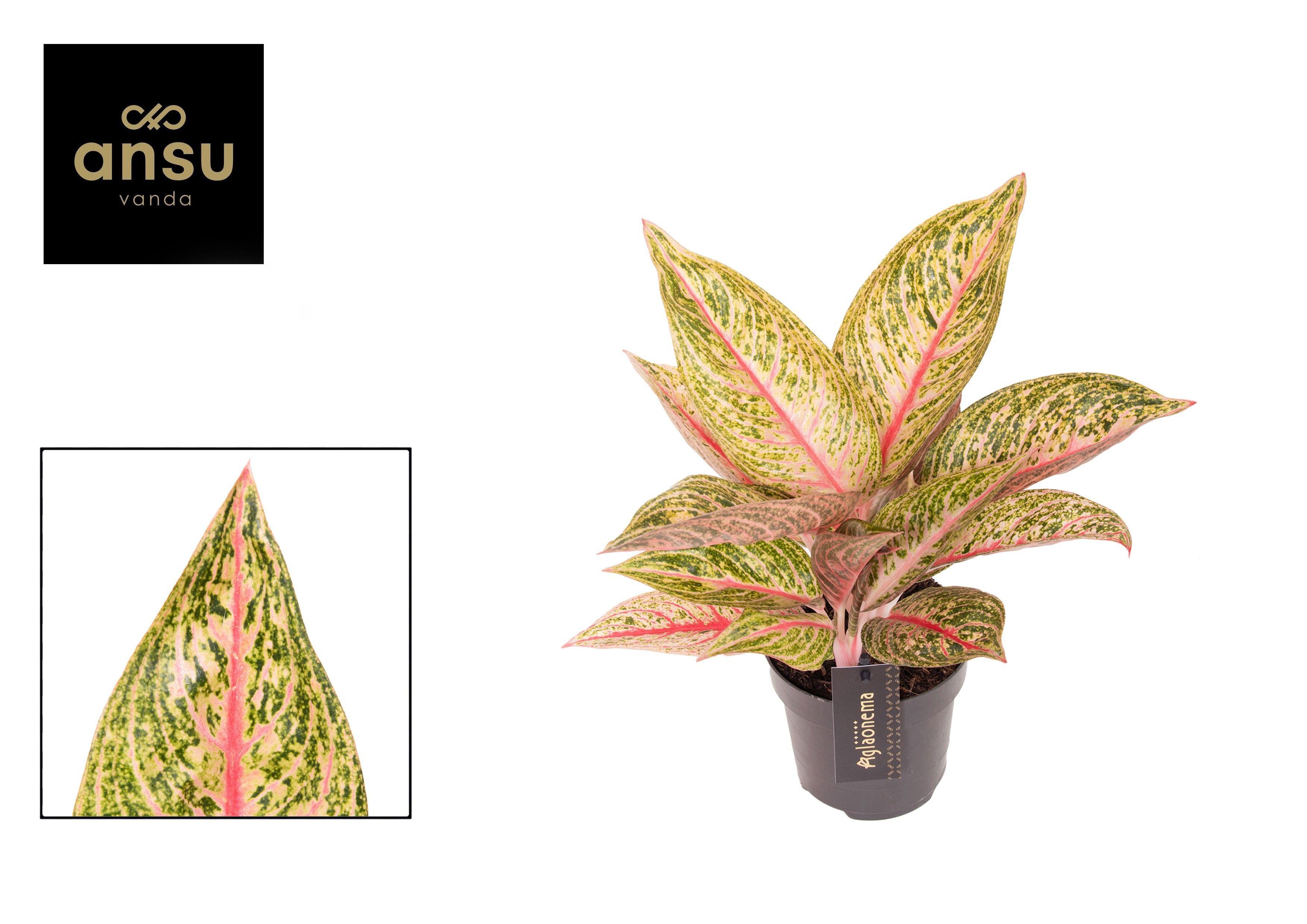 Горшечные цветы и растения оптом Aglaonema Romance Red от 6шт из Голландии с доставкой по России