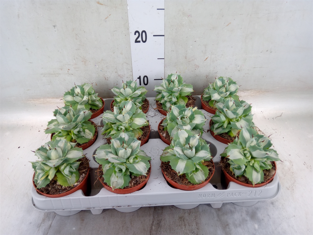 Горшечные цветы и растения оптом Agave   ... от 12шт (для телеги) из Голландии с доставкой по России