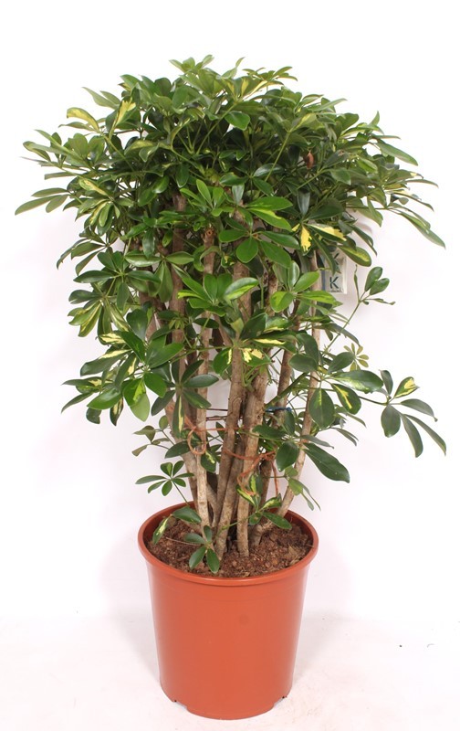 Горшечные цветы и растения оптом Schefflera Gold Capella Bush от 1шт из Голландии с доставкой по России