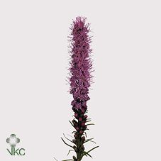 Срезанные цветы оптом Liatris spicata от 50шт из Голландии с доставкой по России