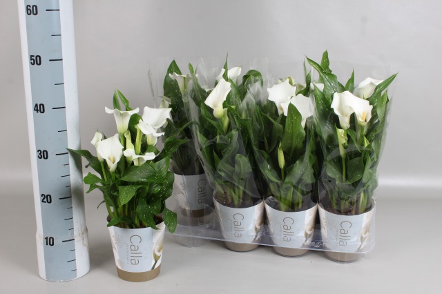 Горшечные цветы и растения оптом Zant Capt Fresco от 8шт из Голландии с доставкой по России Горшечные цветы и растения оптом Zant Capt Fresco от 8шт из Голландии с доставкой по России